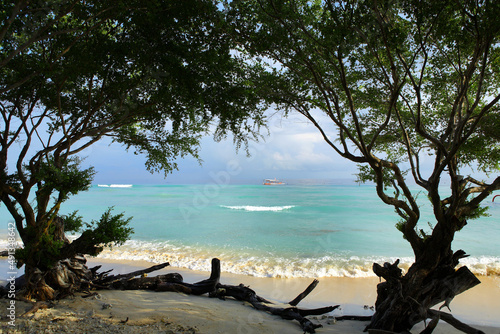 Fototapeta Naklejka Na Ścianę i Meble -  trees on the beach,Southeast Asia.Gili islands.Sea view through the trees.Clean beach.Crystal clear sea.