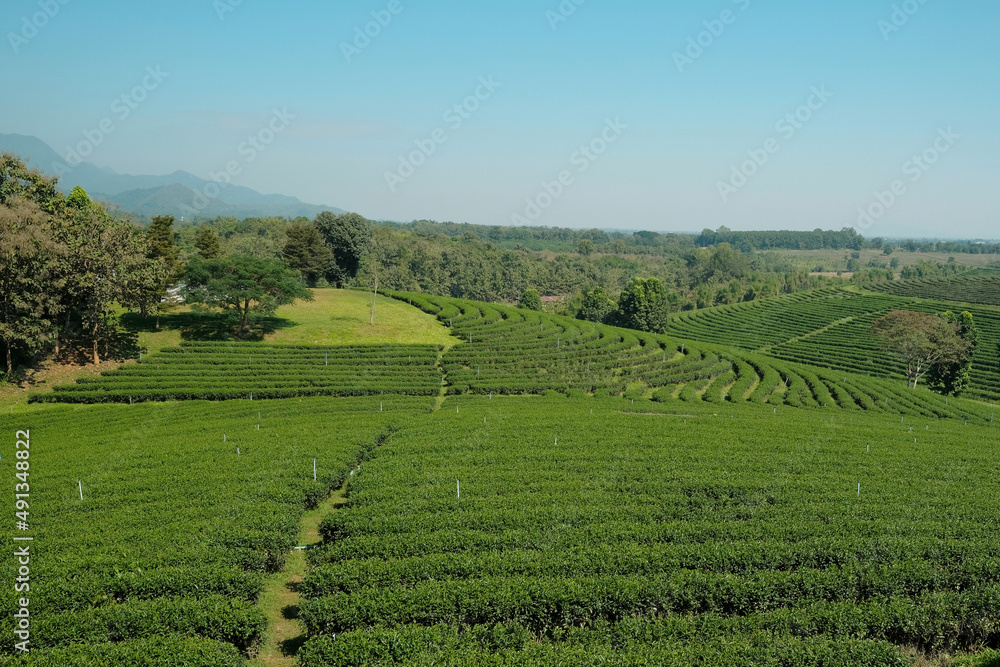 Scenery of agriculture field and irrigation of beautiful green tea plantation, tourism farmland on natural hill in Chiang Rai Thailand, countryside landscape and mountain wide views, spring travel.