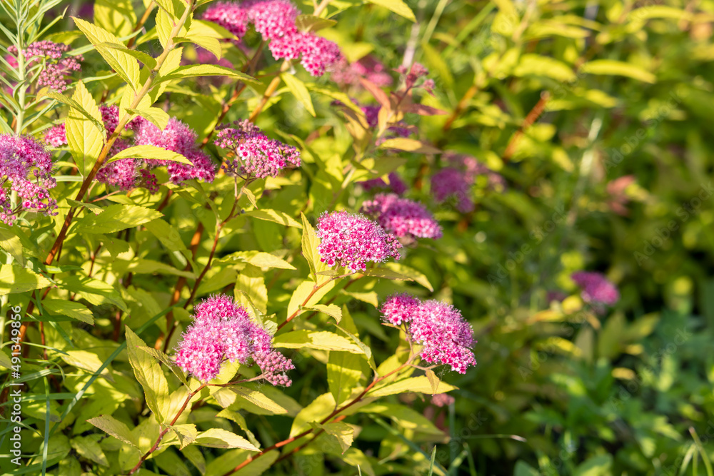 Pink fluffy inflorescences on a bush of Japanese spirea (Spiraea japonica) Pink fluffy inflorescences on a bush of Japanese spirea (Spiraea japonica)
