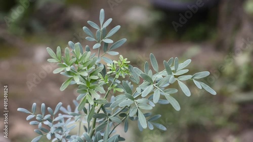 closeup of common rue plant leaves, also known as ruta or herb of grace or garden rue, ruta graveolens, aromatic herbal foliage taken in shallow depth of field photo