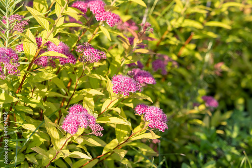 Pink fluffy inflorescences on a bush of Japanese spirea (Spiraea japonica)