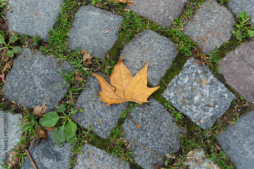 maple leaf lying on a stone floor
