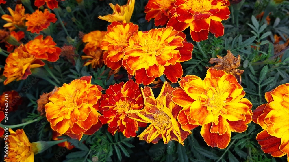 Spring blooming pot marigold flower Spring blooming pot marigold flower