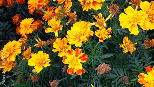 Spring blooming pot marigold flower 