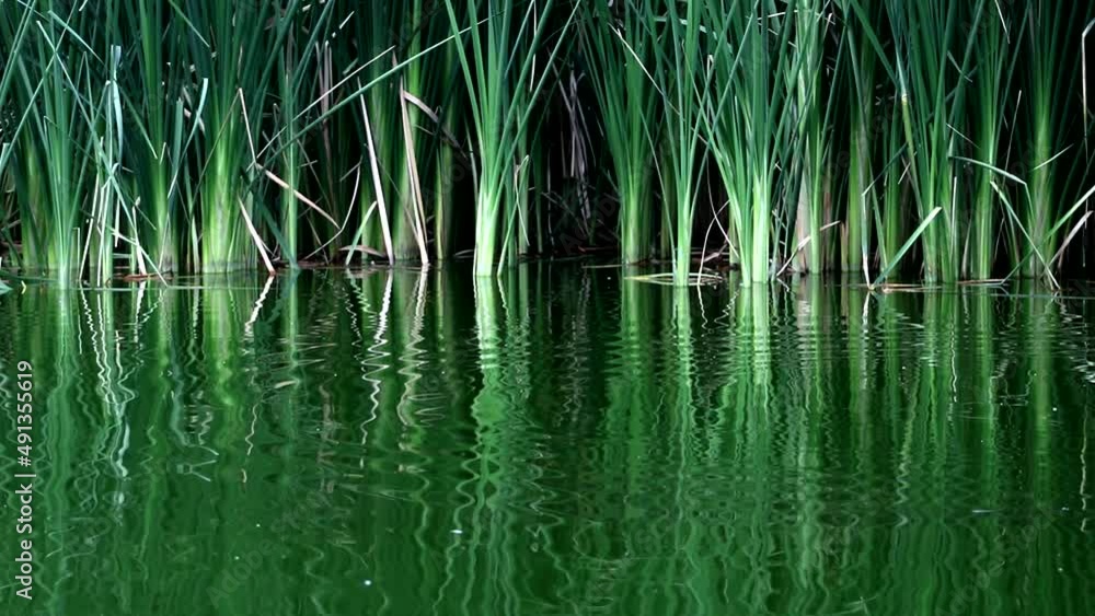 Calm waters in a lake with green nature and vegetation that invites meditation Calm waters in a lake with green nature and vegetation that invites meditation