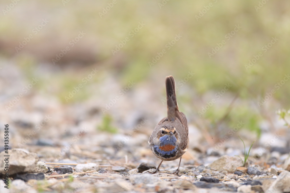 Obraz premium Bluethroat (Luscinia svecica) male in Japan