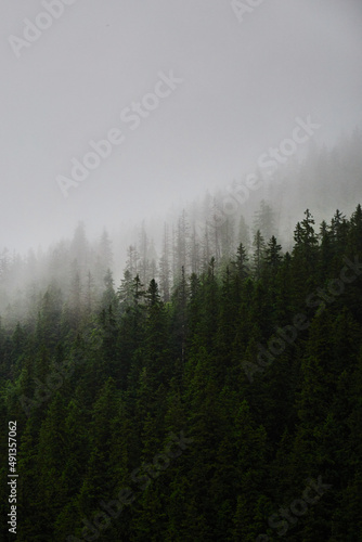 Beautiful ukrainian nature. Old and misty pine forest during rainy day. Carpathian Mountains, Ukraine