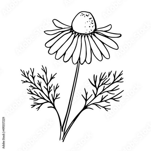 Hand-drawn chamomile flower