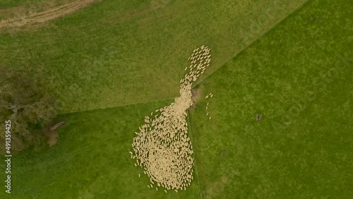 Huge Sheep herd leave ranch via narrow gate to pasture, Bird's Eye view photo