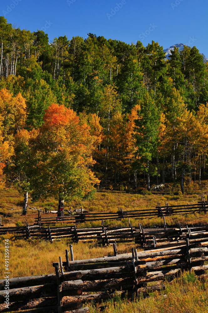Fall foliage and a wooden fence on a country road near Ridgway, at the foot of the Sneffels Range of the San Juan mountains, Colorado, USA