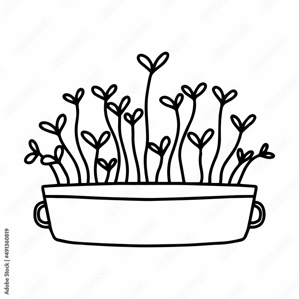 Pot of microgreens. Microgreens peas, radish, onion, arugula. sunflower, beets and others. Vector illustration isolated on white background. Doodle style. Pot of microgreens. Microgreens peas, radish, onion, arugula. sunflower, beets and others. Vector illustration isolated on white background. Doodle style.