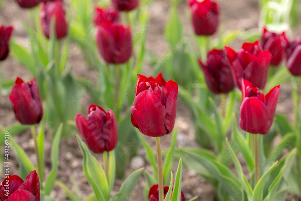 burgundy tulips close up