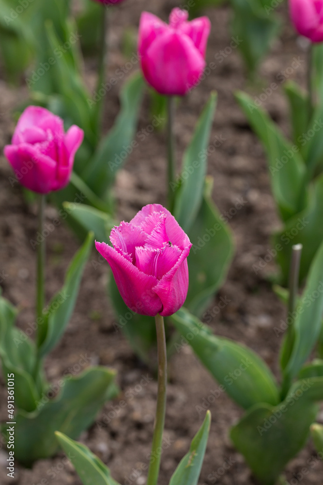 purple tulips in the spring garden purple tulips in the spring garden