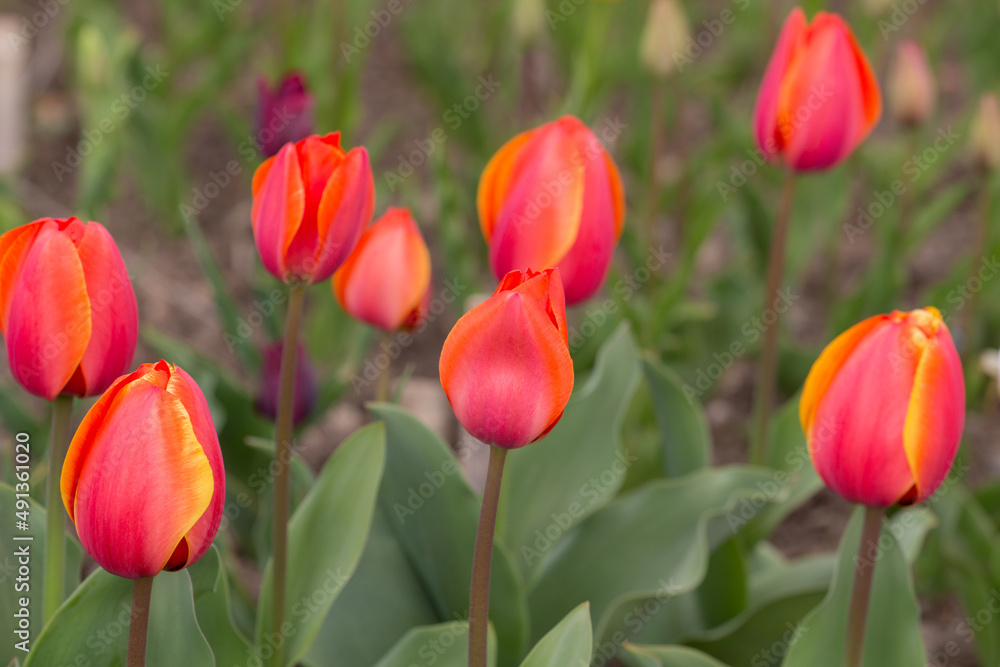 red tulips in the spring garden red tulips in the spring garden