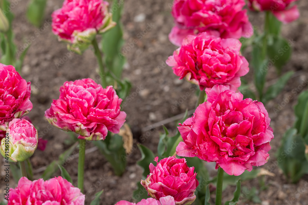 Fototapeta premium tulips in the spring garden