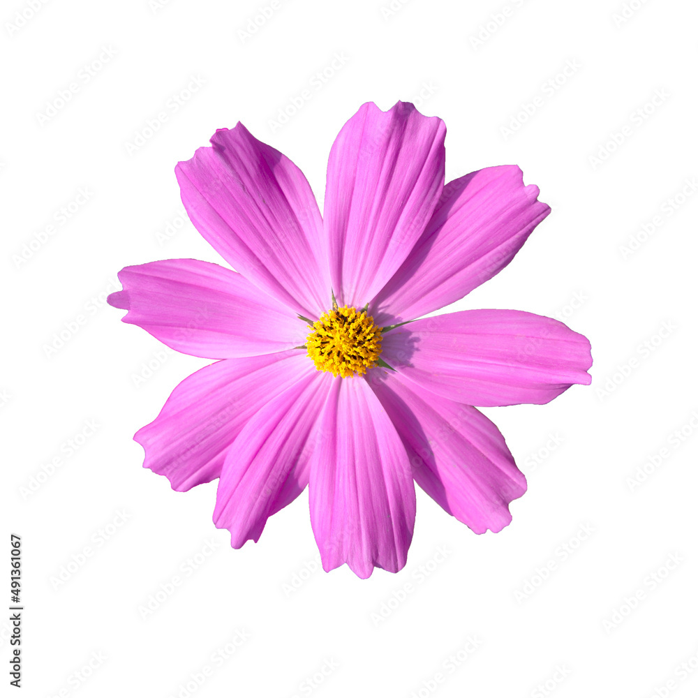 Cosmos flower on a white background file with clipping path.