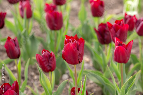 burgundy tulips close up