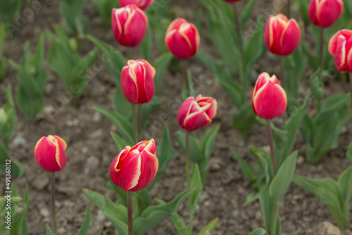 purple tulips in a spring garden