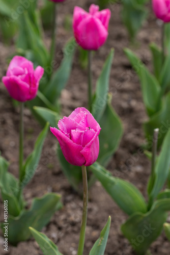 Fototapeta Naklejka Na Ścianę i Meble -  purple tulips in the spring garden