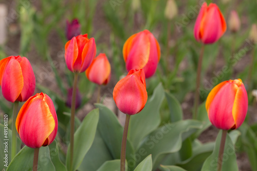 red tulips in the spring garden