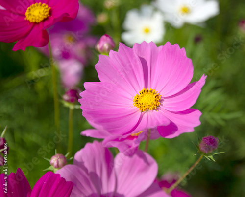 Cosmos flowers blooming in the garden