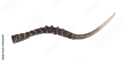 antelope horns isolated on white background