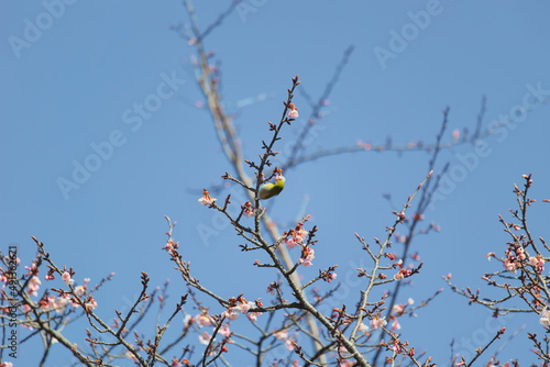 メジロと早春の桜 