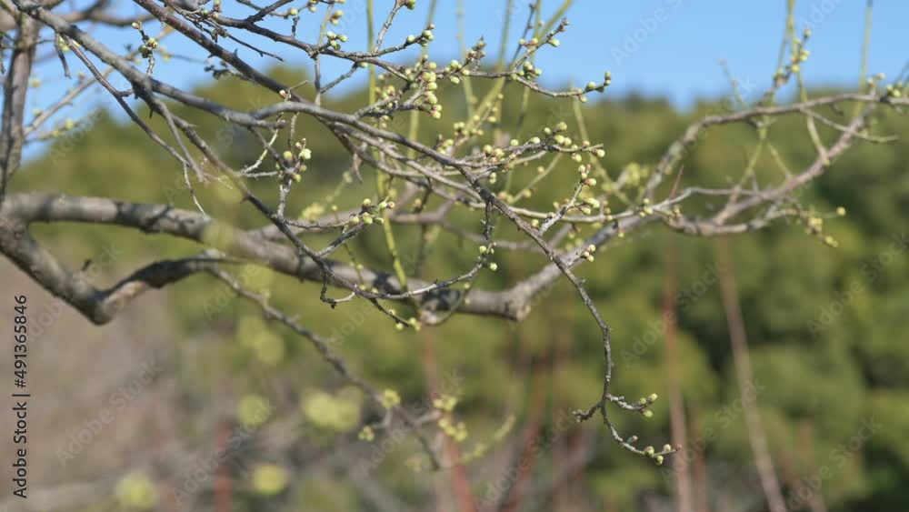 Blooming green flower buds on a tree with a forest in the background. Spring time 2022. Blooming green flower buds on a tree with a forest in the background. Spring time 2022.