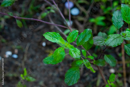 young leaves of basil
