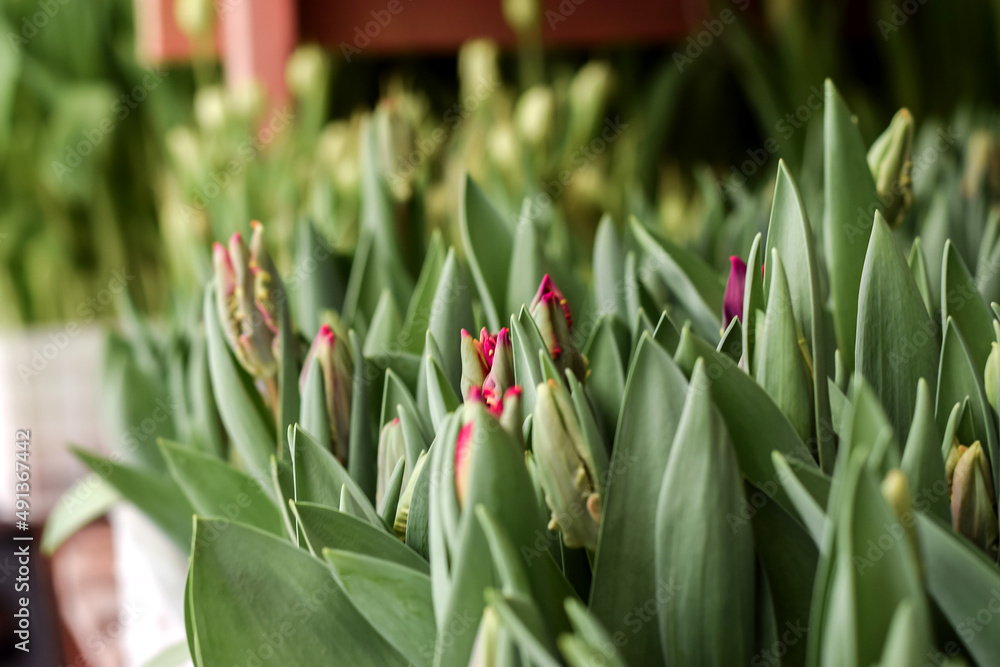 Seedlings of tulips in the greenhouse.Small business.Spring concept,gardening.Women's and Mother's Day.Selective focus,close up.
