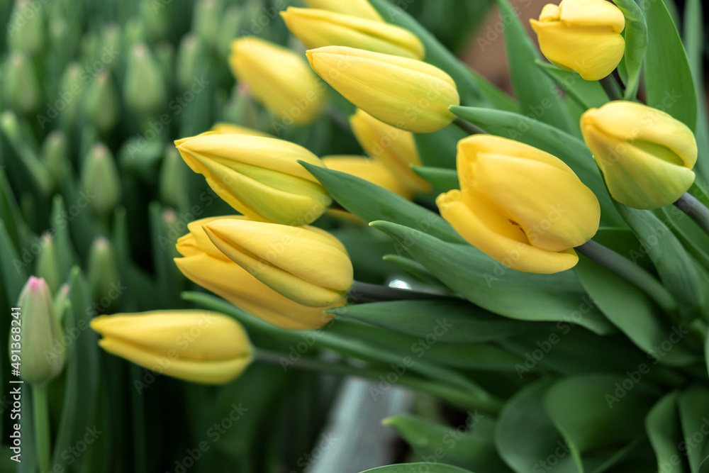A bouquet of yellow tulips in the hands of a greenhouse worker.Small business.Spring concept,gardening.Women's and Mother's Day.Selective focus. A bouquet of yellow tulips in the hands of a greenhouse worker.Small business.Spring concept,gardening.Women's and Mother's Day.Selective focus.