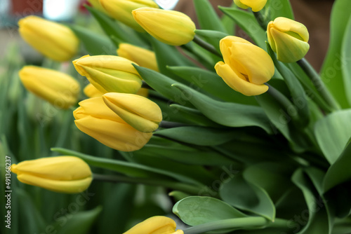 A bouquet of yellow tulips in the hands of a greenhouse worker.Small business.Spring concept gardening.Women s and Mother s Day.Selective focus.