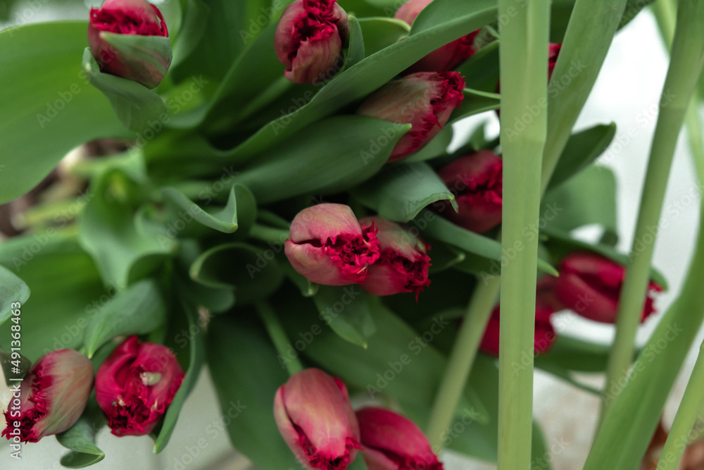 Fototapeta premium A bouquet of red tulips is in a tray in the greenhouse.Small business.Spring concept,gardening.Women's and Mother's Day.Selective focus.
