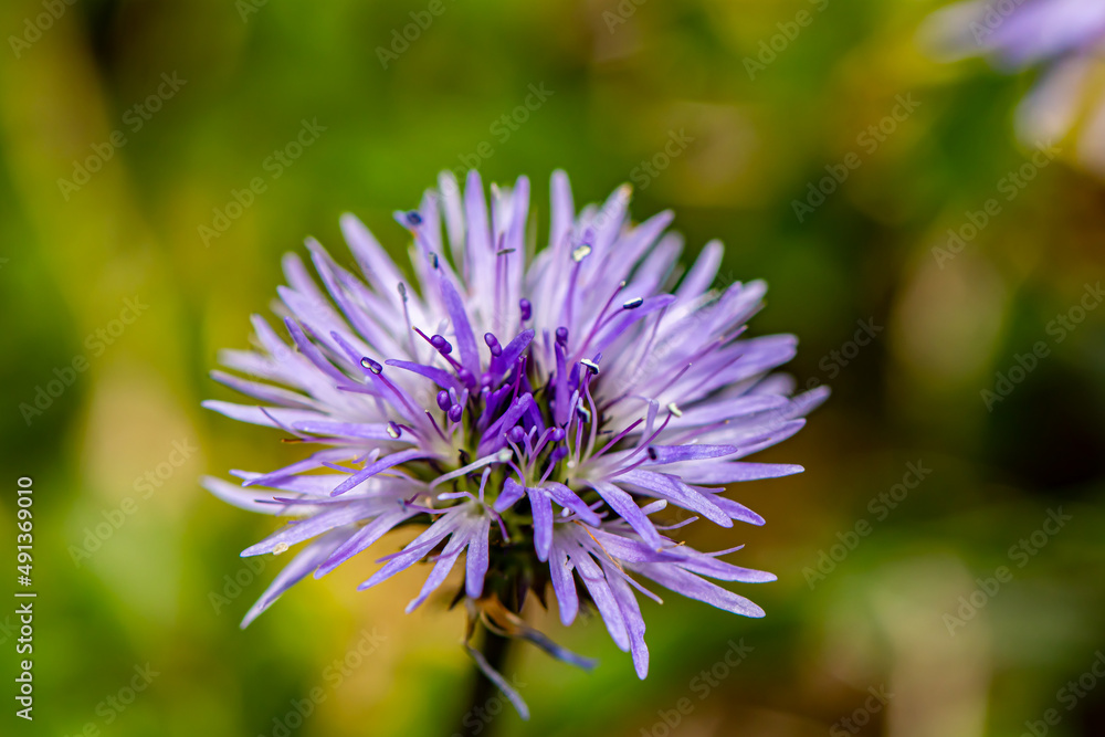 Globularia cordifolia flower in mountains, close up Globularia cordifolia flower in mountains, close up