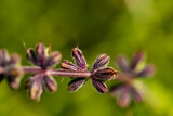 Salvia pratensis flower growing in meadow, close up shoot
