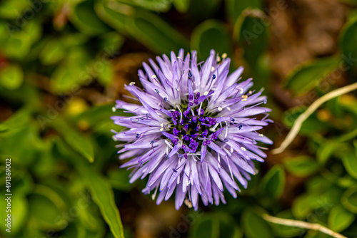 Globularia cordifolia flower growing in mountains