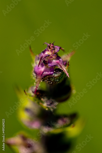 Salvia pratensis flower in meadow, close up