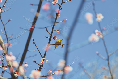 メジロと早春の桜