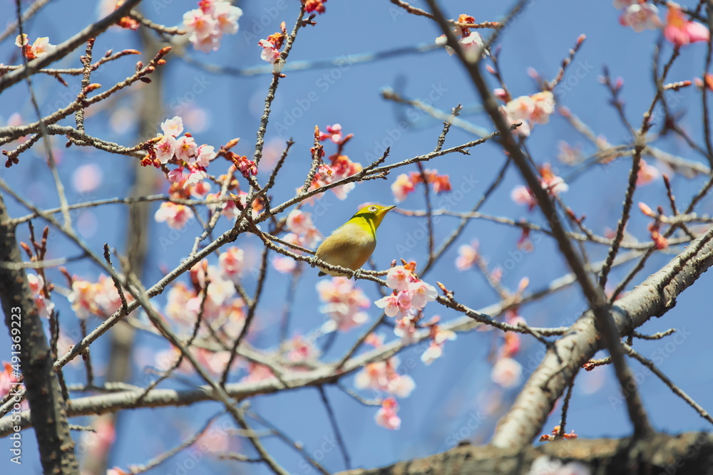 メジロと早春の桜