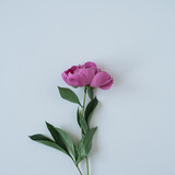 Pink peony flower on blue background