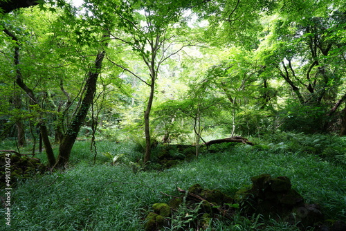 dense summer forest in the sunlight