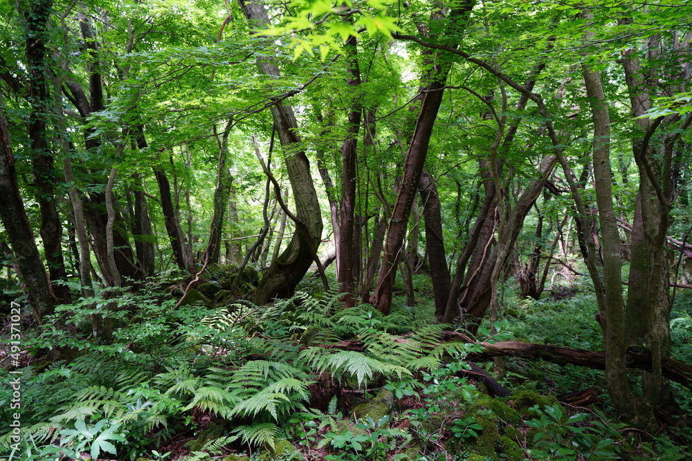 dense summer forest in the sunlight dense summer forest in the sunlight