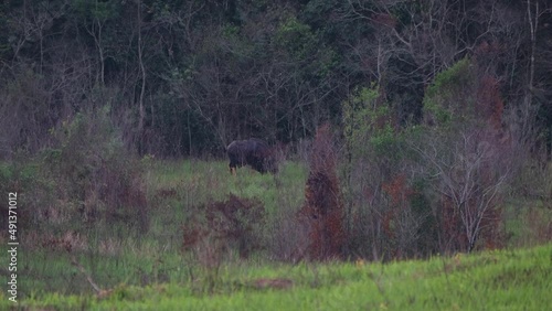 A huge individual moving towards the right while grazing just before dark, Gaur Bos gaurus Khao Yai, Thailand. photo