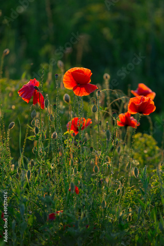 red field poppies on a green background
