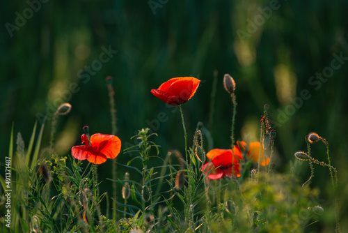 Fototapeta Naklejka Na Ścianę i Meble -  red field poppies on a green background