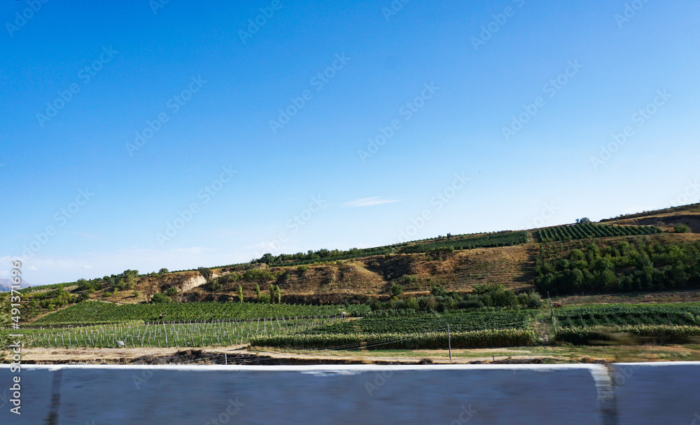 A vineyard on the side of the road