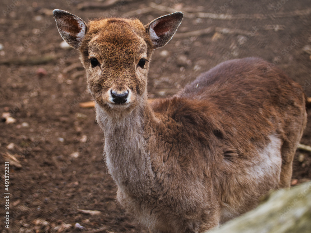Fototapeta premium OLYMPUS DIGITAL CAMERA