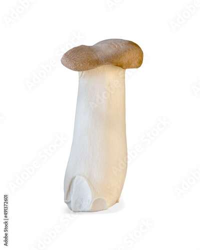 King trumpet mushroom isolated on white background. Healthy plant based food diet lifestyle.