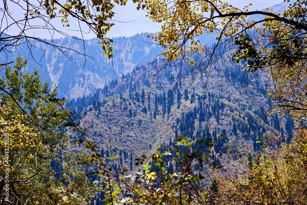 green mountains covered with fir trees forest