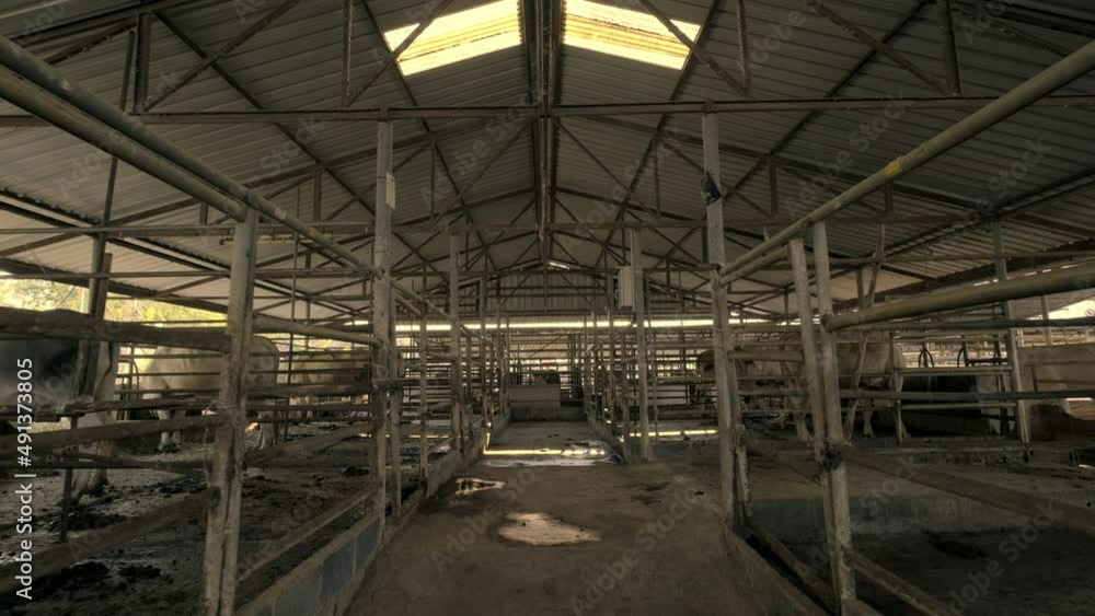 4k resolution slowmotion. Cattle farm concept. Agriculture and livestock. Cattle in cowshed on farm. 4k resolution slowmotion. Cattle farm concept. Agriculture and livestock. Cattle in cowshed on farm.